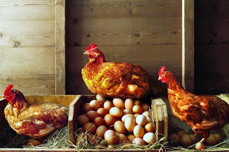 Курица-несушка. Иллюстрация для статьи используется с сайта animals14.ru