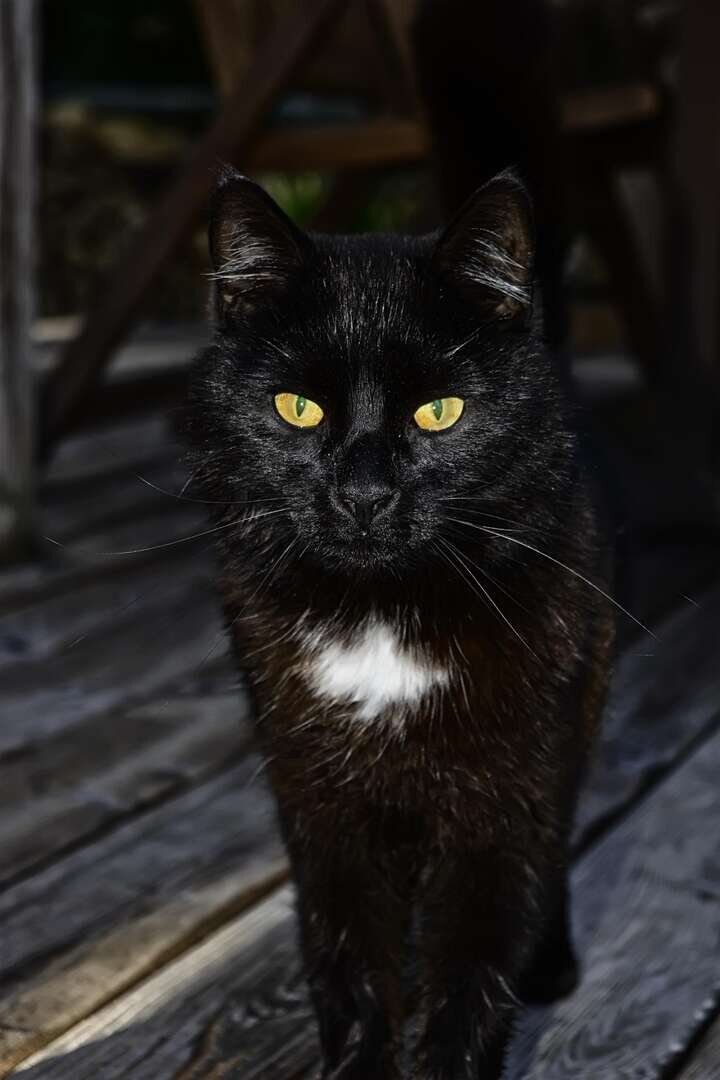 Кот