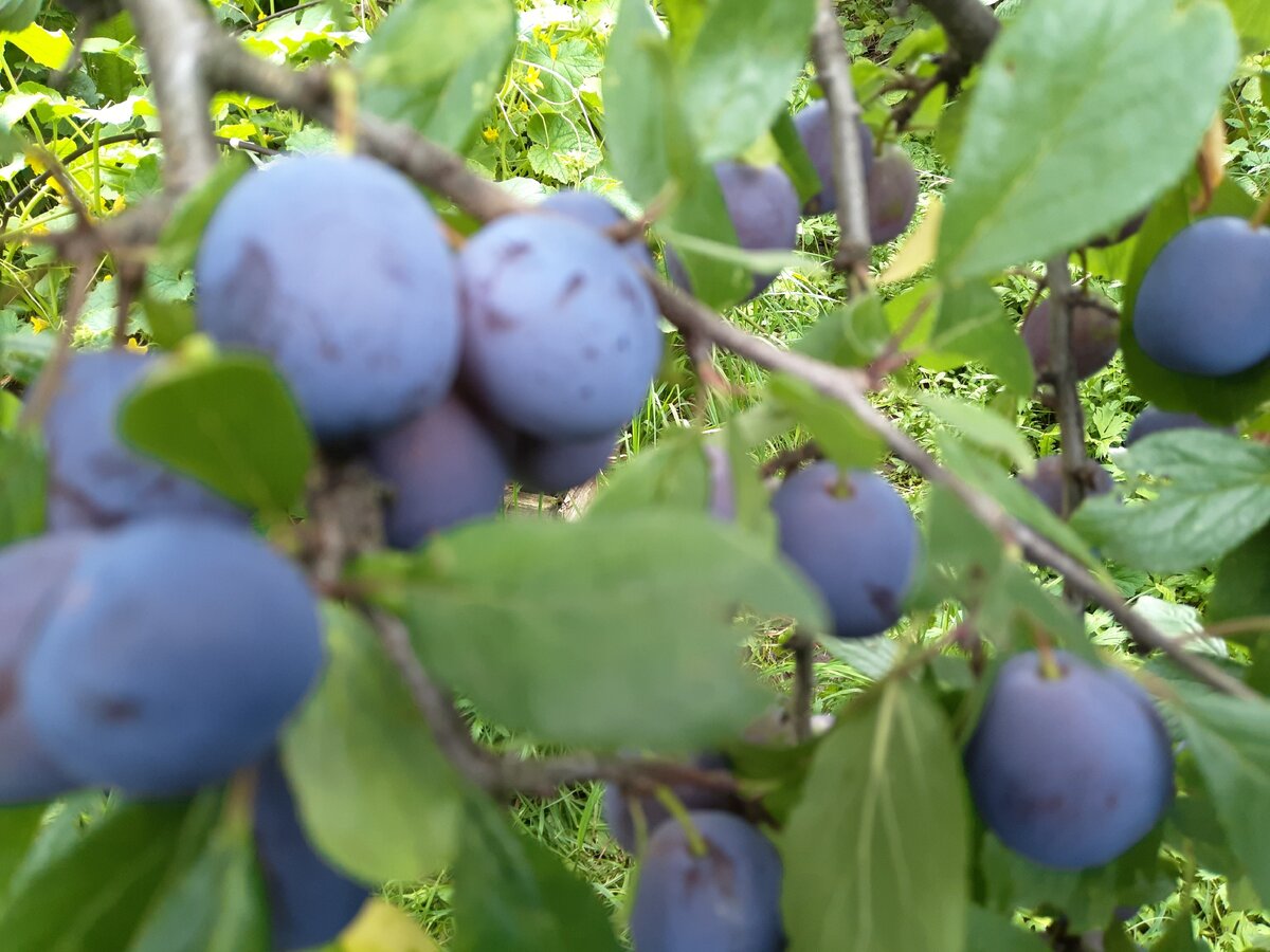 Вот такой тернослив, ветки склонились к земле под тяжестью ягод. Фото автора.
