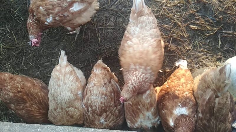 Куры. Иллюстрация для статьи используется с сайта chirik.info