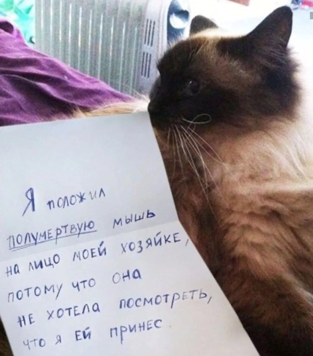 Фото виноватый котик