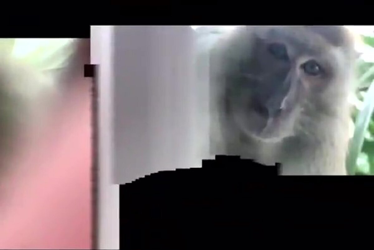 Обезьяна сделала селфи на украденном телефоне, фото @Zackrydz 