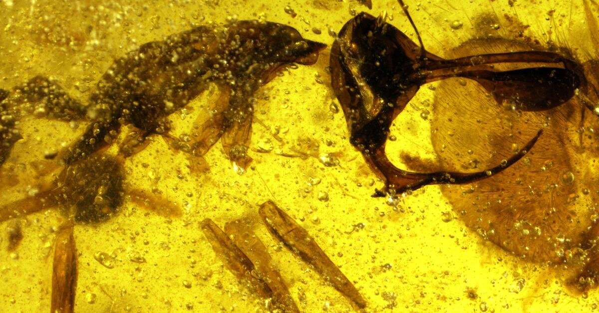 Ученые смогли объяснить внешность «адских муравьев»