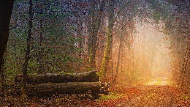 Pixabay License Бесплатно для коммерческого использования 
Указание авторства не требуется