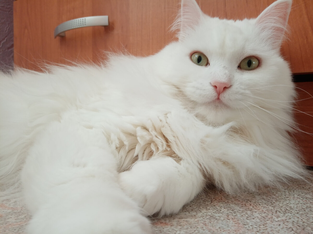 Вот такая красота волосатая живет у меня)