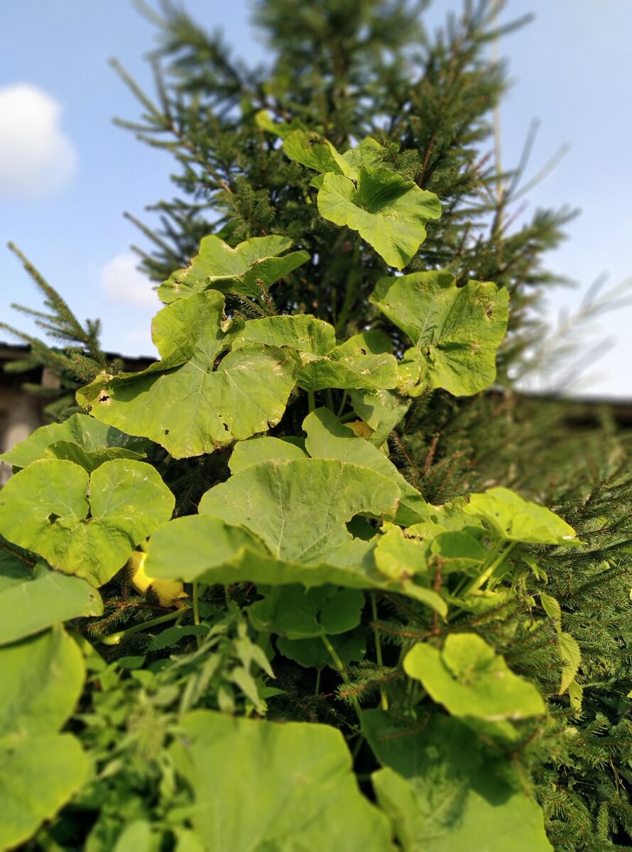 Тыква на елке. Забралась чуть не до макушки