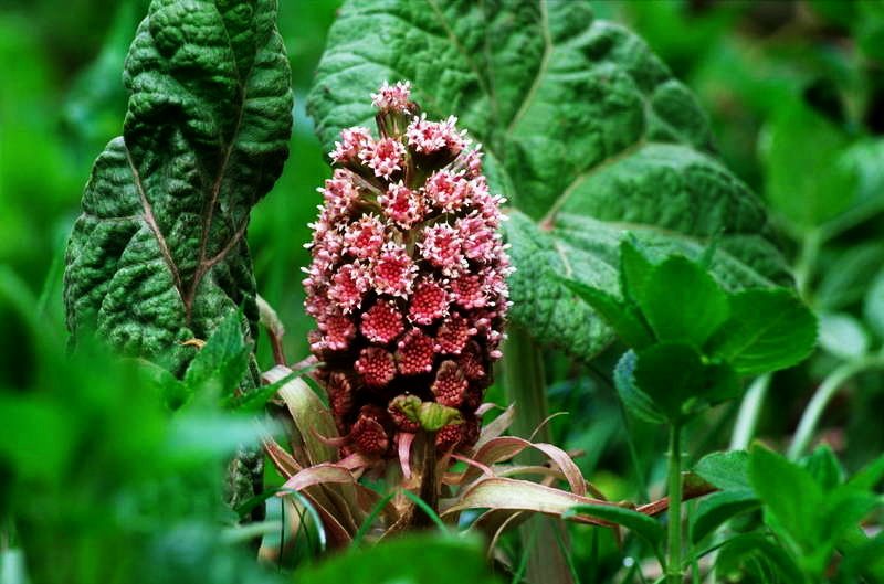 Фото из открытого источника