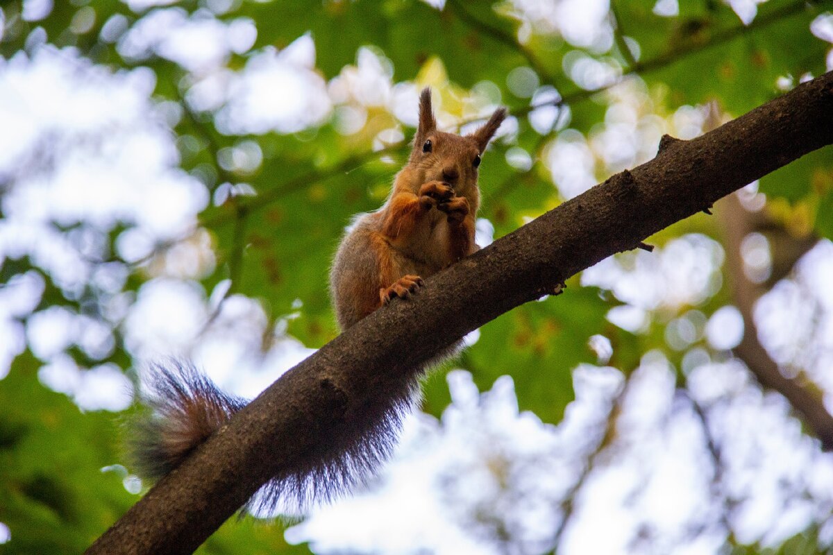 Белка в парке Царицыно