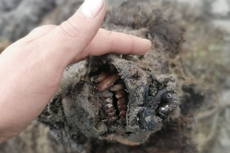 Фото предоставлено пресс-службой НИИПЭС СВФУ