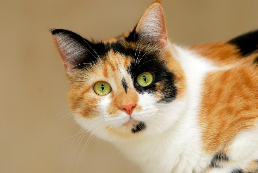 Трёхцветная кошка приносит счастье в дом: удивительные факты об этих  питомцах | ПроТриКота | Дзен