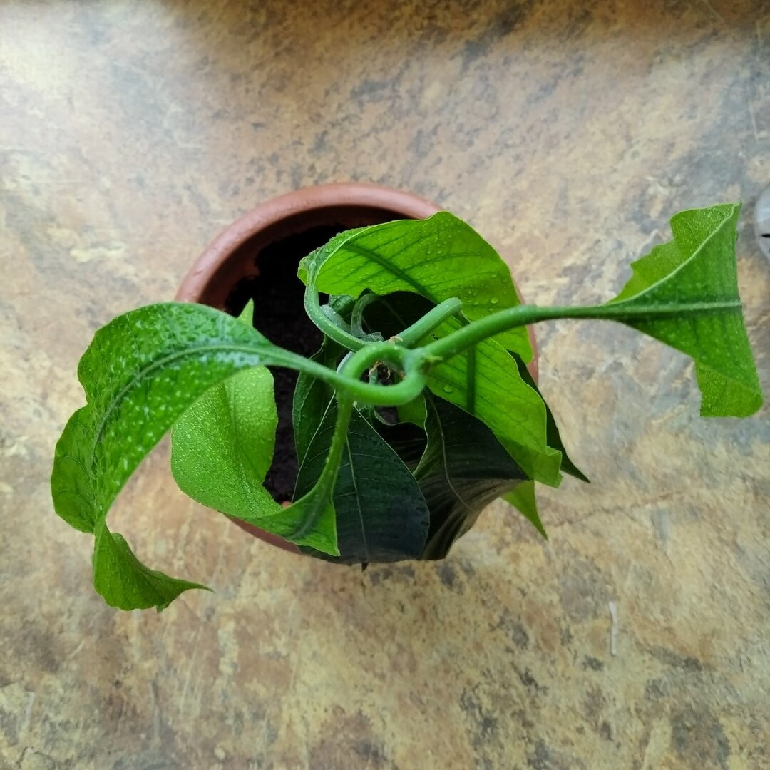 Вид сверху. После моего недельного отсутствия листья закрутились вокруг ствола и опустились