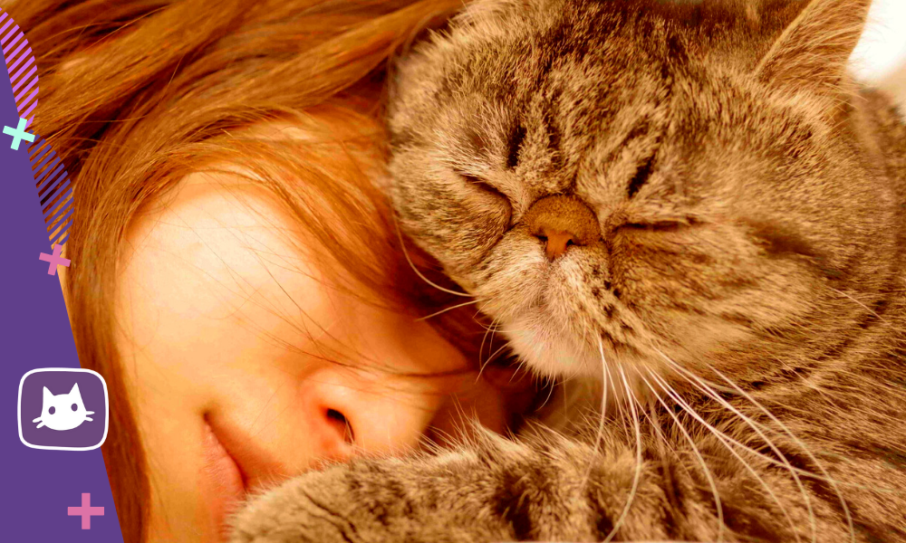 Почему кошка спит на голове хозяина: что это значит?
