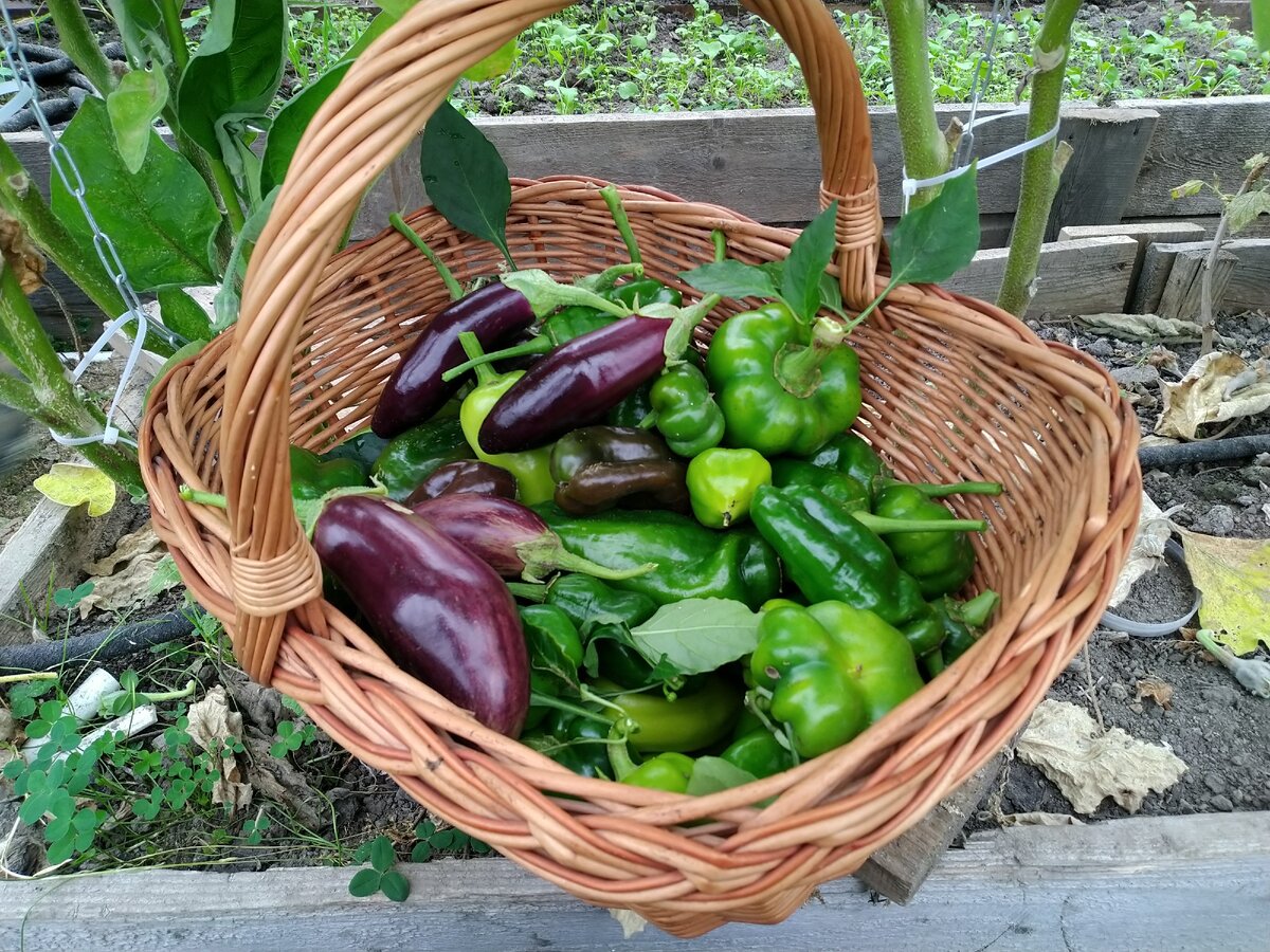 Последняя корзинка из теплицы