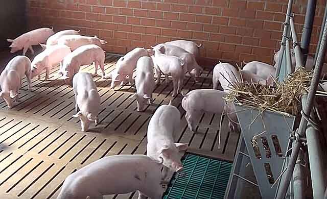 Как построить сарай для свиней (45 фото)