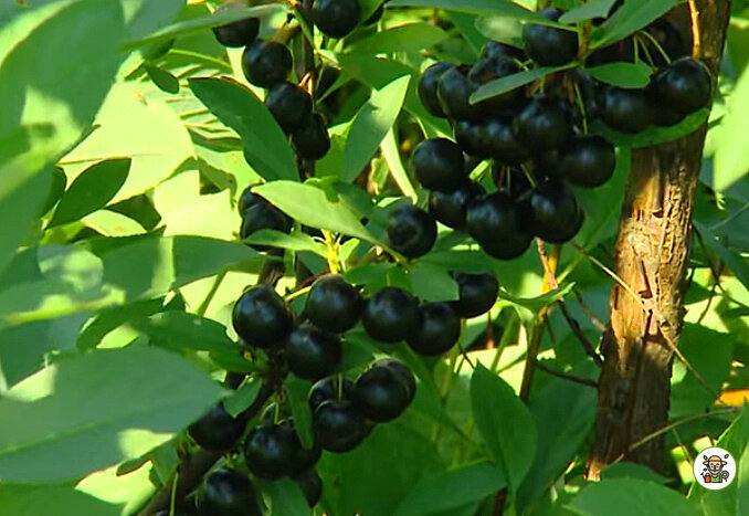 Вишня Бессея