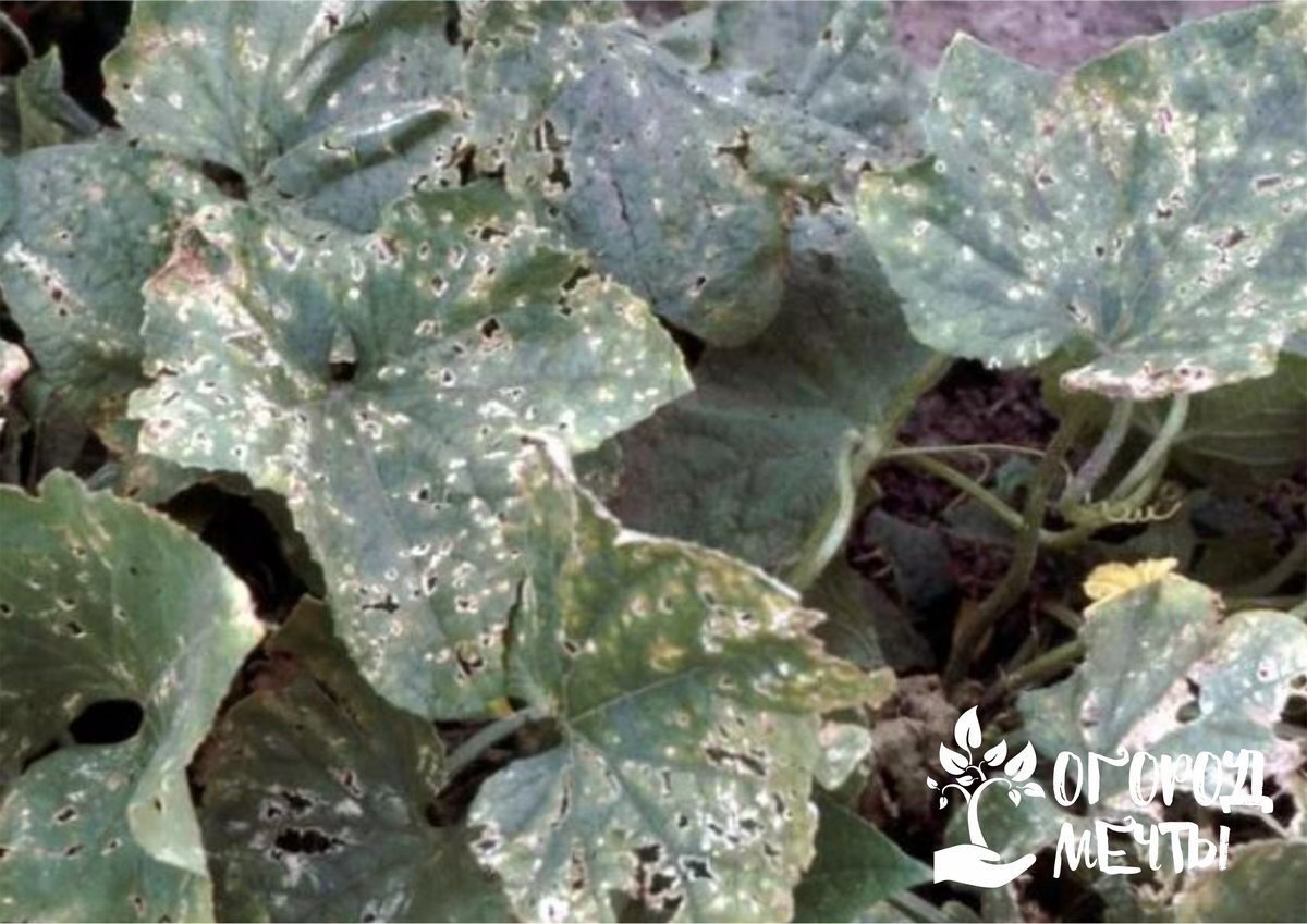 болезни огурцов кладоспориоз. угловатая пятнистость огурцов. угловатая пятнистость огурца. бактериоз огурца. ложная мучнистая роса, бактериоз, антракноз.