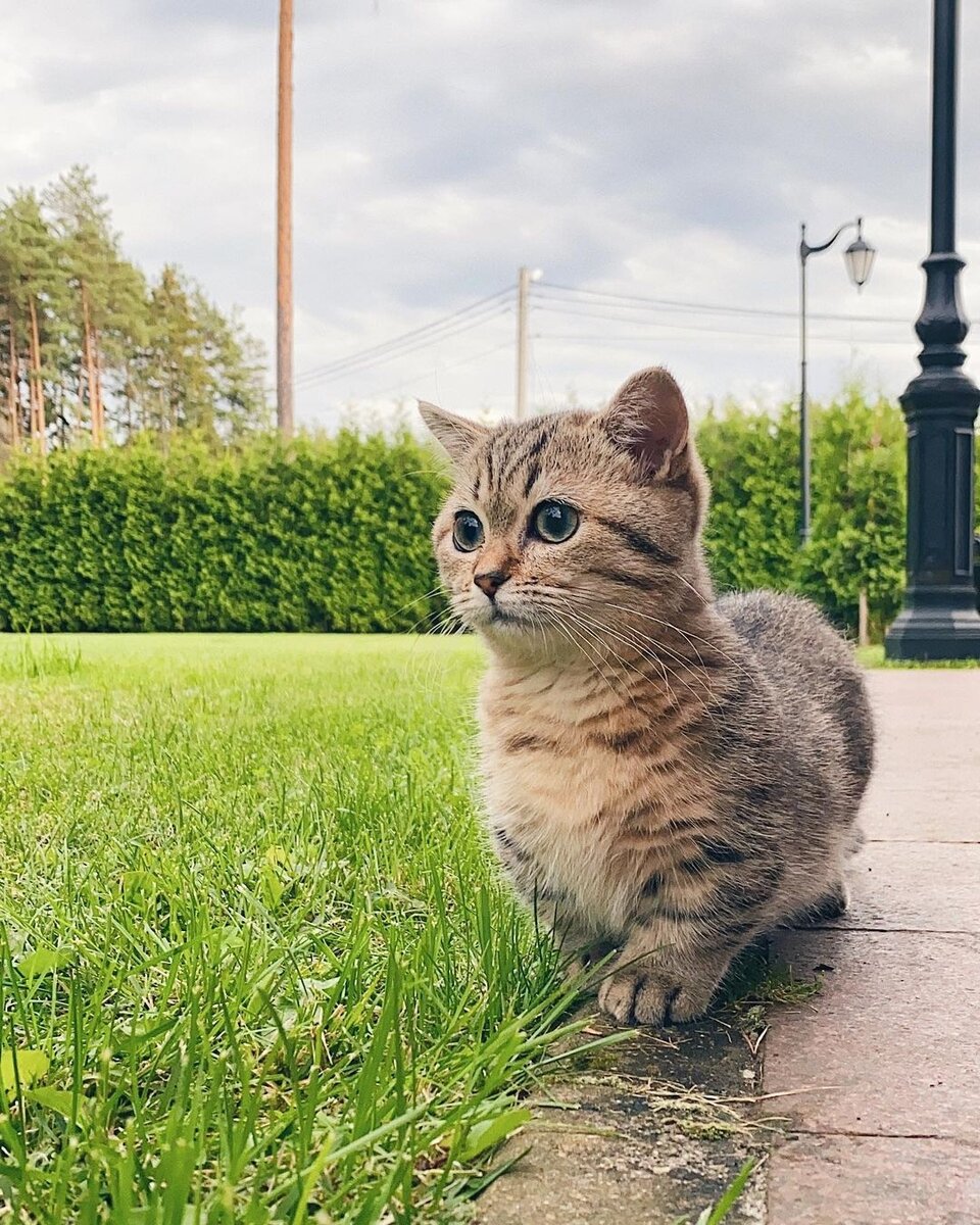 Манечкин. Манчкин. Круглоухий кот- Манчкин. Манчкин на улице. Манчкин милота.