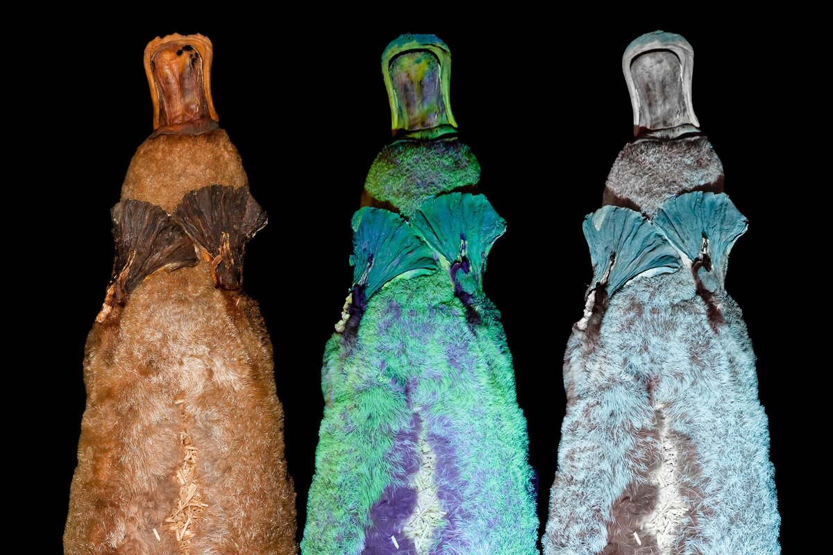 Ультрафиолетовые фонари для обнаружения следов спермы