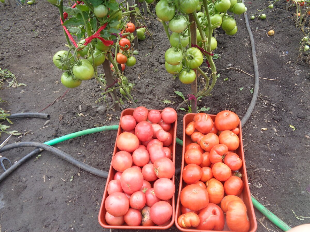 Индетерминантные сорта томатов 2022