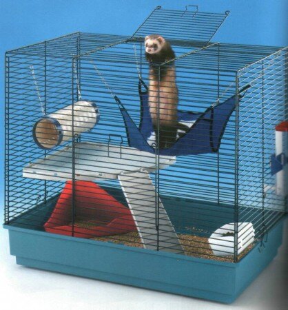 Когда Вы покидаете квартиру, хорька тоже нужно оставлять в клетке, т.к. это животное нуждается в контроле и наблюдении, как и маленький ребенок.