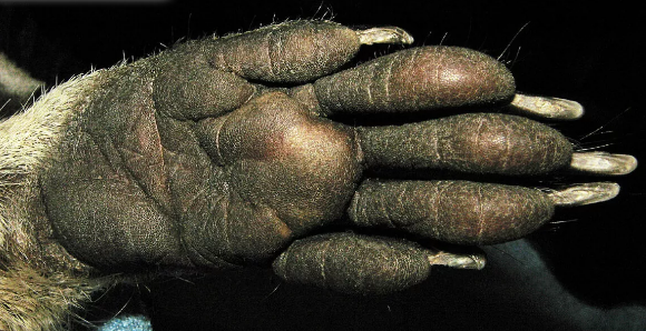 По сравнению с другими млекопитающими в лапах енотов в четыре-пять раз больше рецепторов