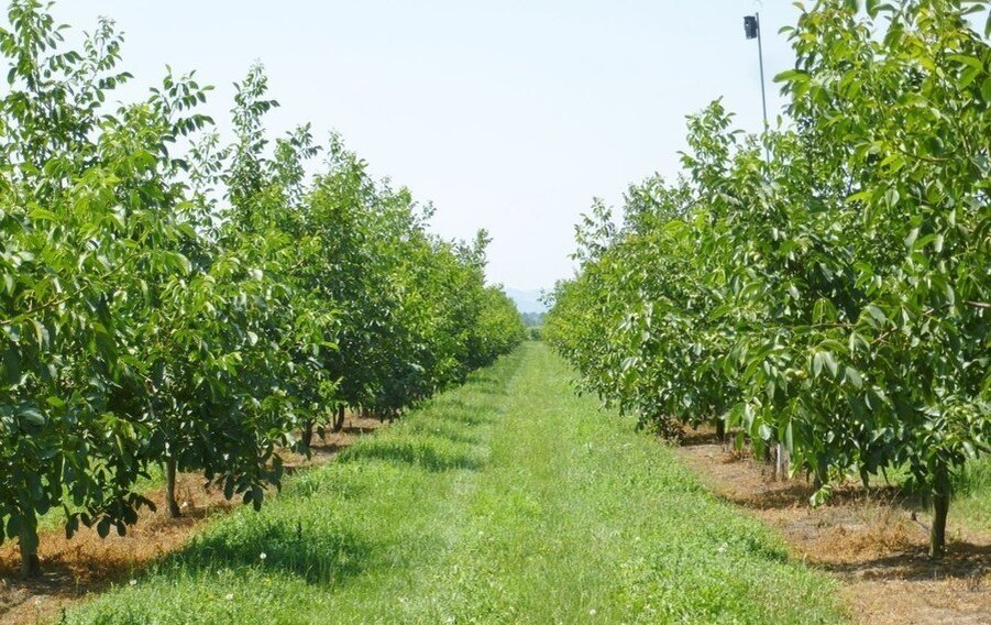 Образцовый сад грецкого ореха