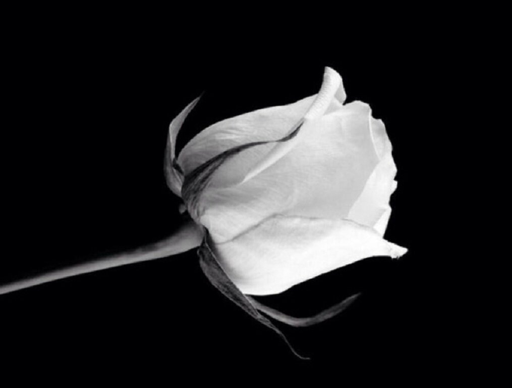 белая роза из открытого источника