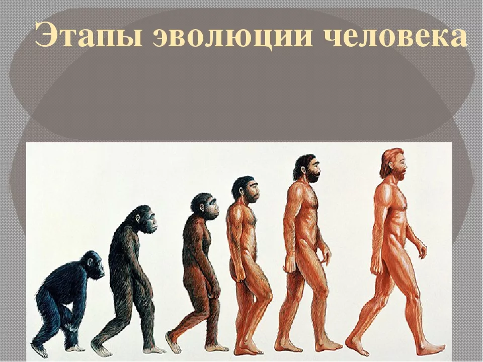 Сообщение становление человека. Этапы эволюции человека. Стадии развития человека. Этапы развити яеловека. Этапыэвалици человека.