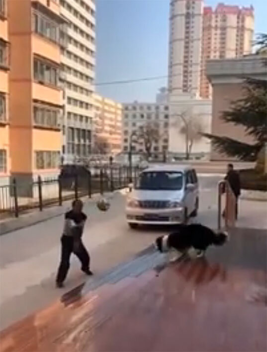 Собака эффектно играет в волейбол превосходя партнера по точности