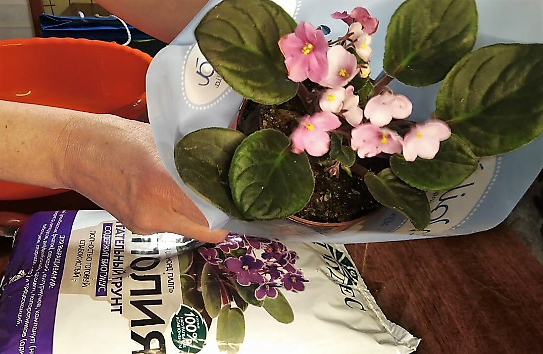 вот такую фиалку мне подарили