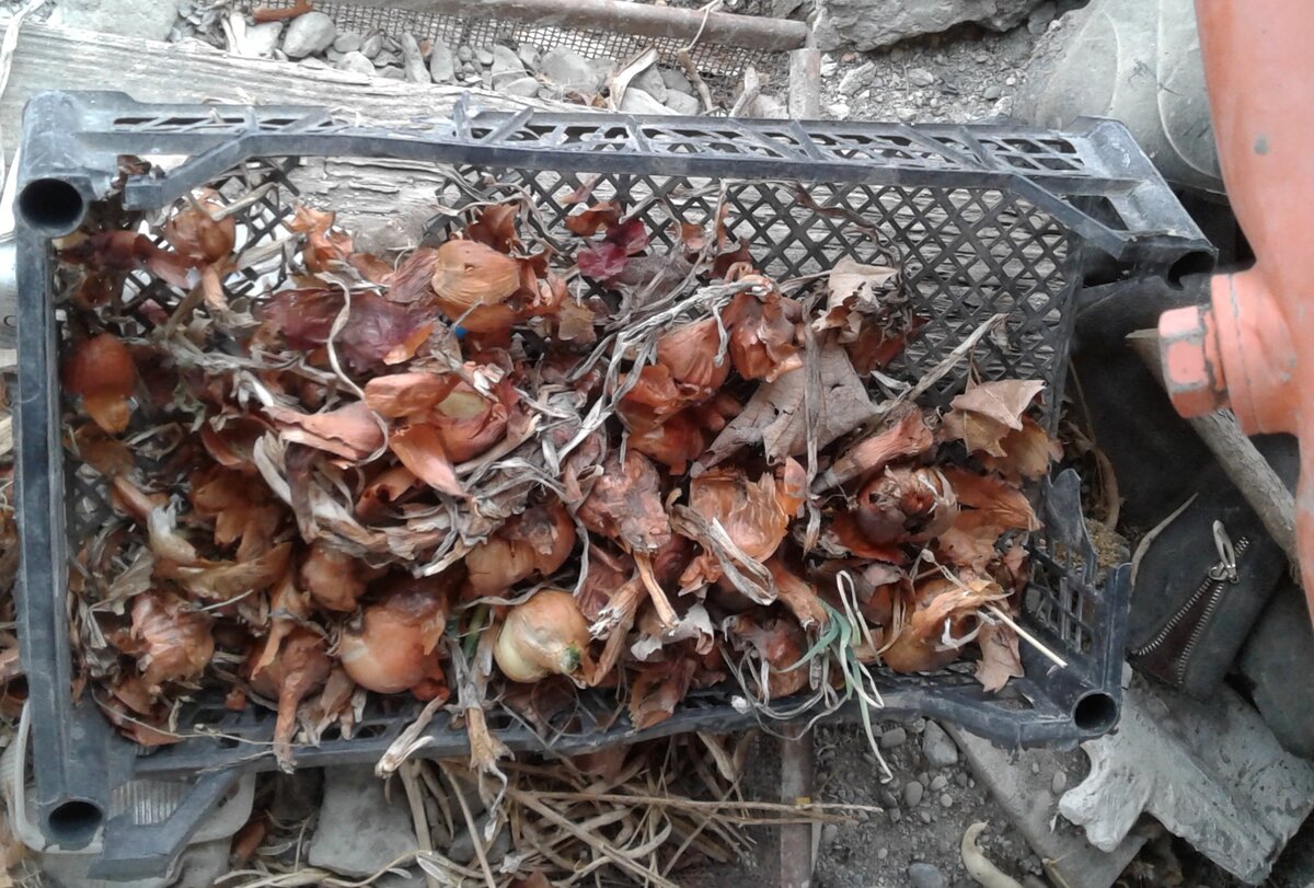 Одной такой головки хватает на две порции салата даже по моим меркам