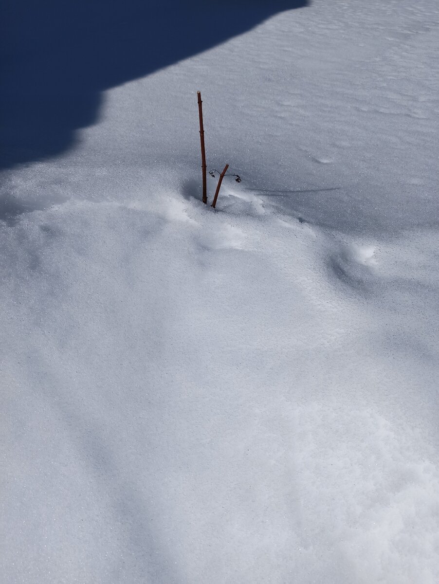 Где-то уже 30 марта обрезают гортензии, у нас в эту дату от метровой метельчатой гортензии торчит только макушка. Спустя 2 недели она оттаяла лишь наполовину. (фото автора)