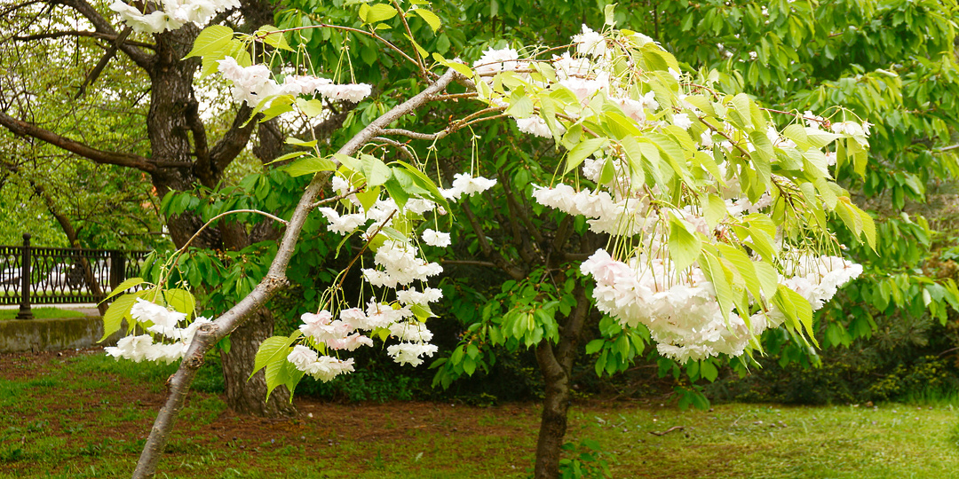 Мини-дендропарк вместо садов Калинина