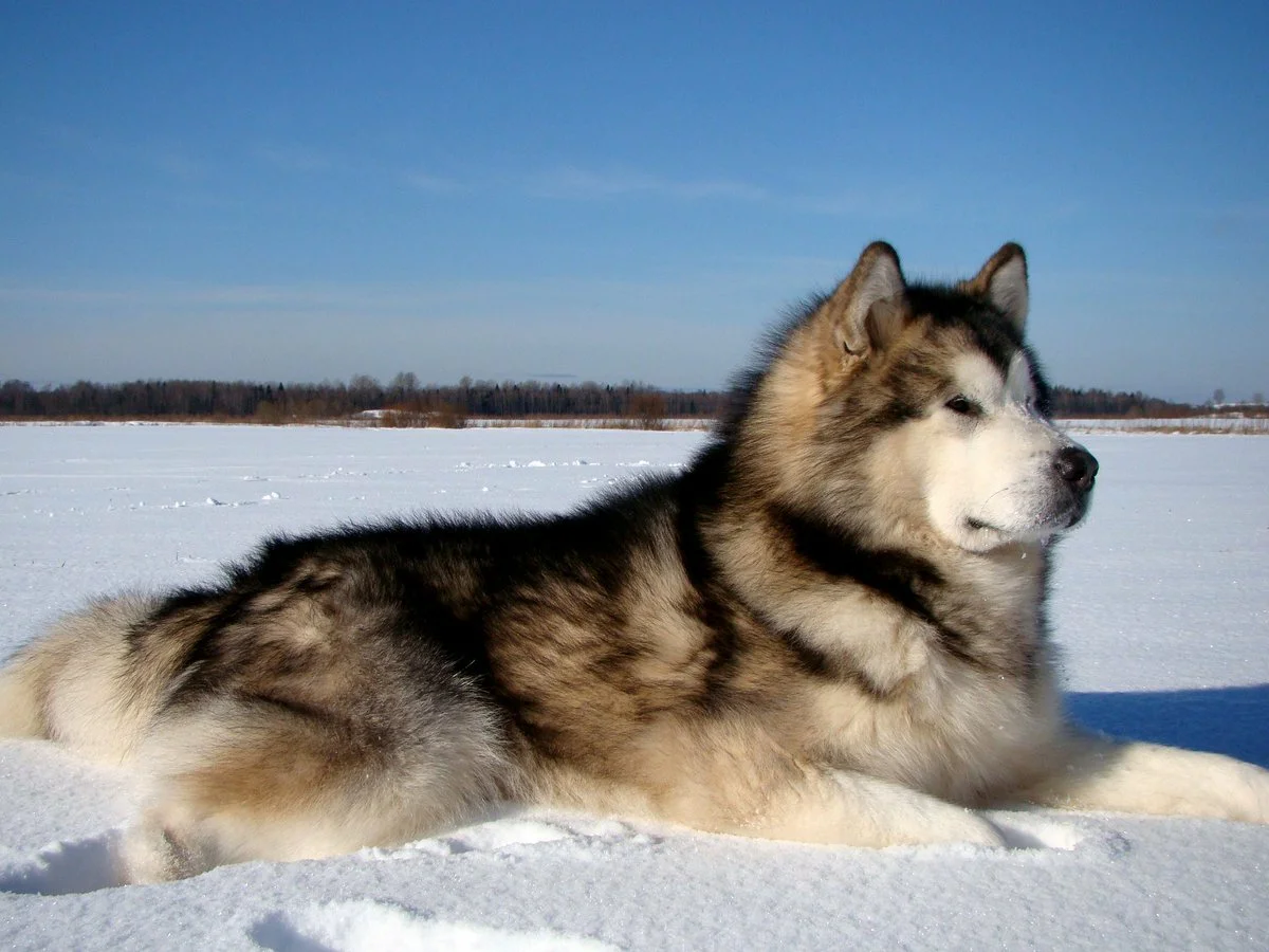 Маламут, или аляскинский маламут – порода собак, относящаяся изначально к рабочим собакам. Родиной породы считается крайний север, а конкретнее – берега Аляски.