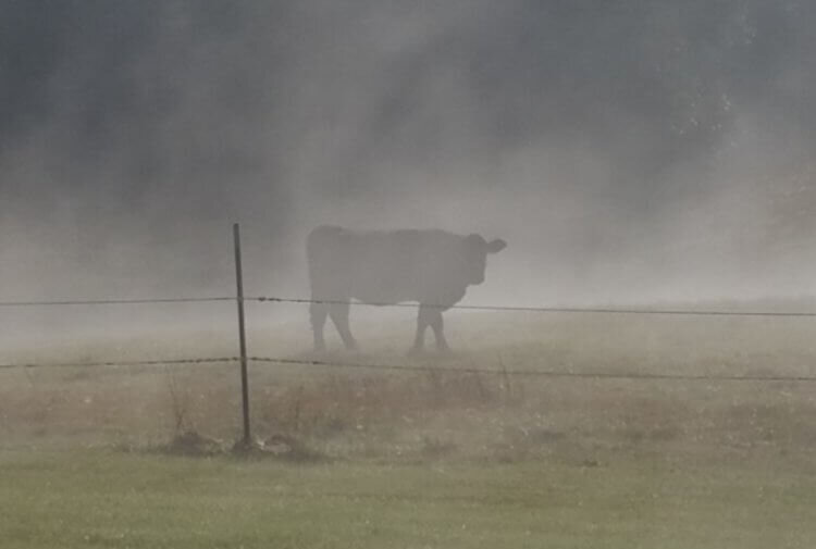 Корова-призрак оказалась реальной 