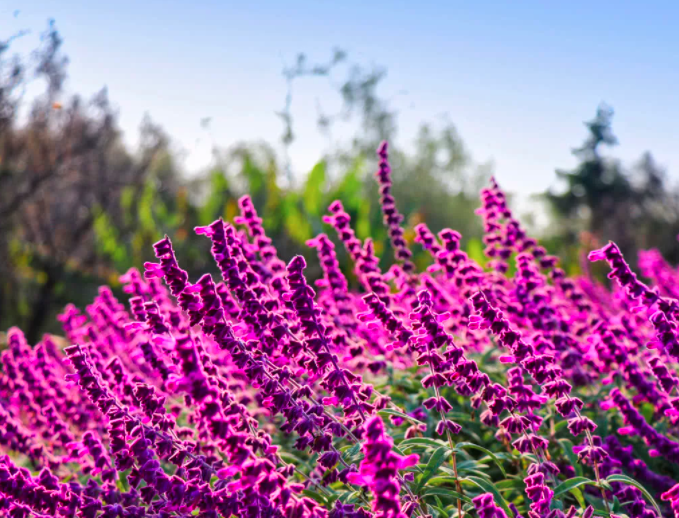 Шалфей цветет очень красиво! К сожалению его не часто можно увидеть на приусадебных участках. 