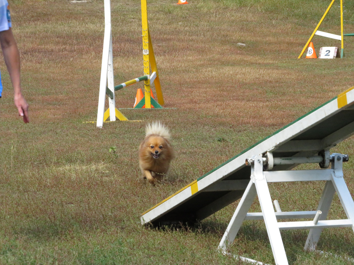 Малый немецкий шпиц Бобби на соревнованиях по аджилити. А видели бы вы, как она бегает! Скорость бешеная, и это при полной управляемости и контактности. Ну так у нее и папа - ЧМ по аджилити, есть в кого)))