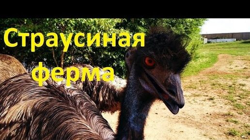 Музей «Осел друг человека»