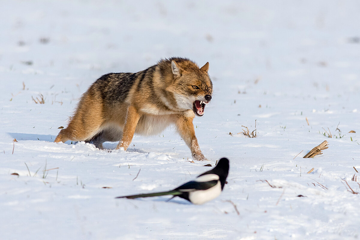 Никогда шакал не нападёт на того, кто превосходит его хотя бы в росте.