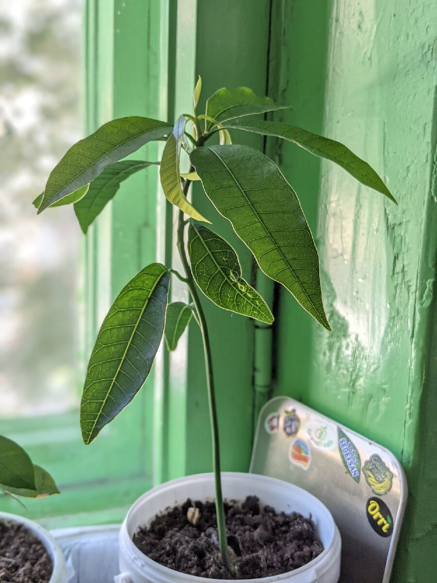 Предполагаю, что кривой листик вырос по причине поврежденной косточки. А может и нет.