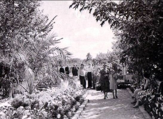 Выставка цветов в Омске. 1950-е. Источник фото: https://admomsk.ru/web/guest/city/birthday/flora/history