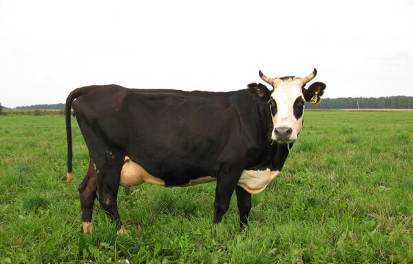 Ярославская порода коров — порода крупного рогатого скота молочного направления продуктивности. На сегодняшний день является одной из самых популярных у российских фермеров.