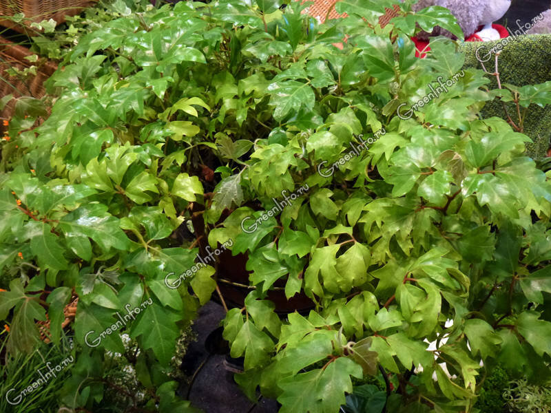 Циссус крылатый, или ромболистный Ellen Danica