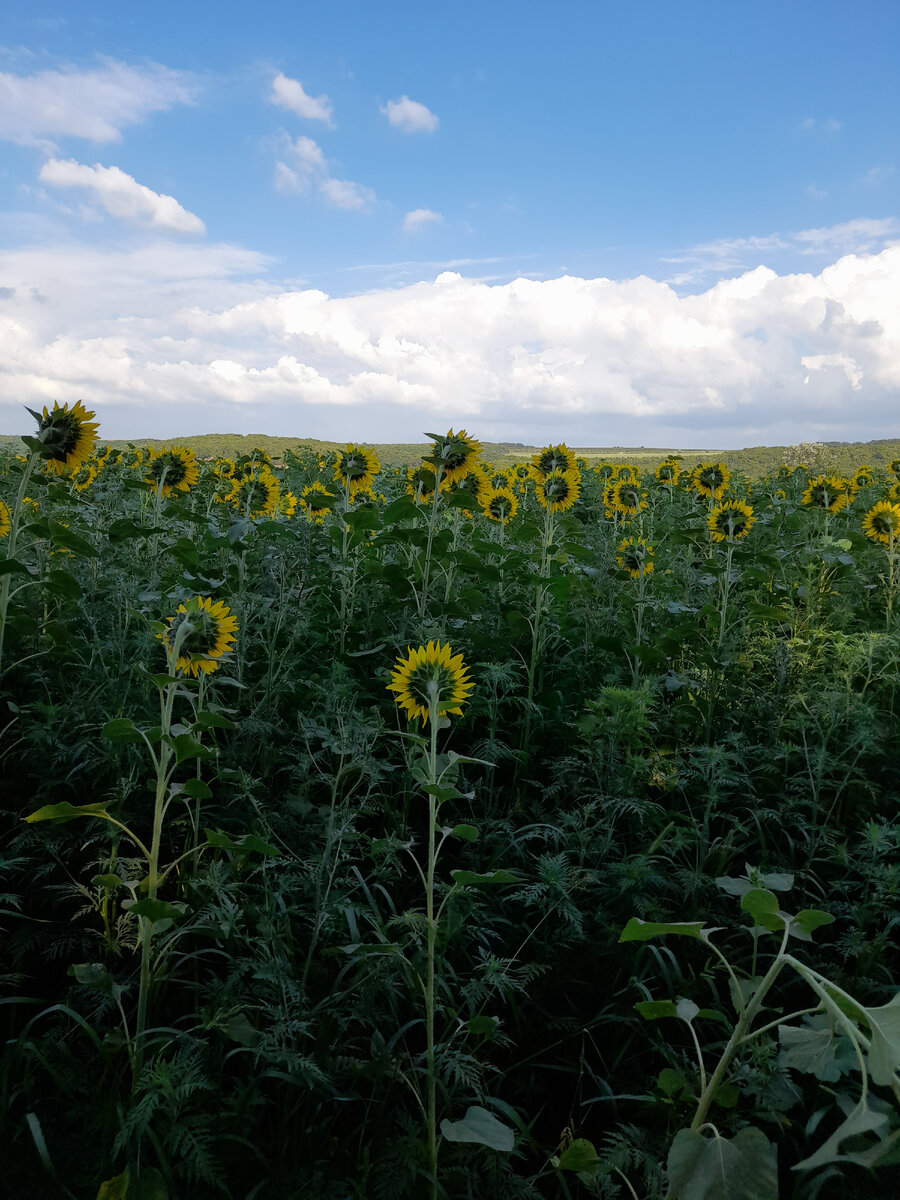 Повернулись в одну сторону