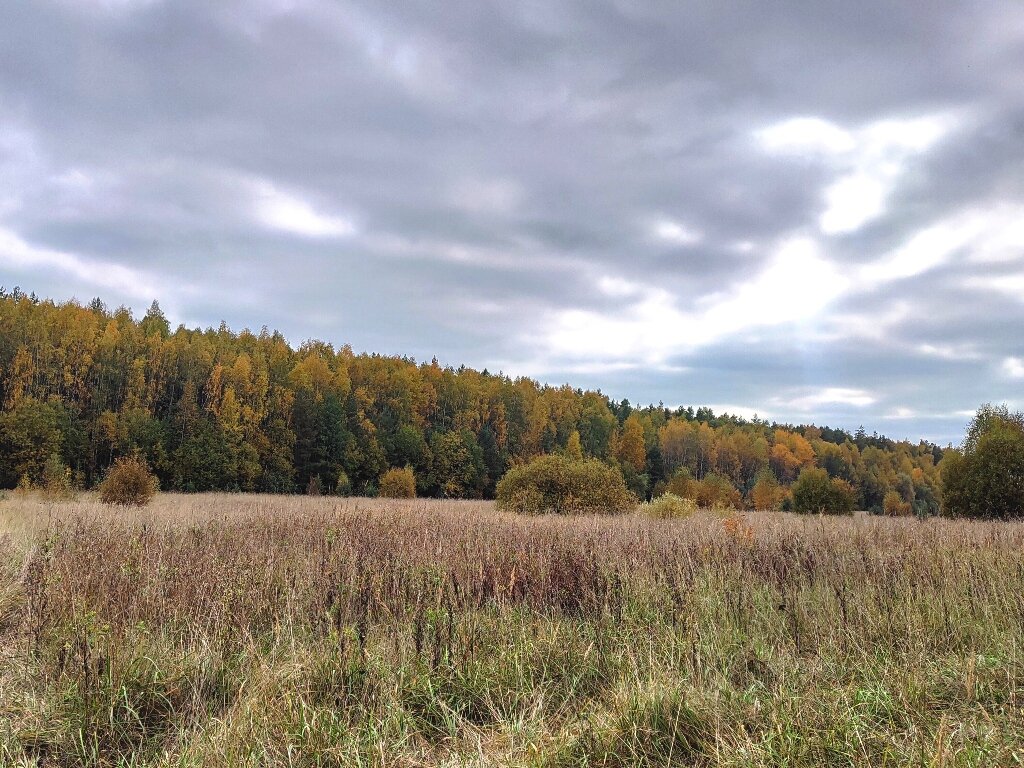 Золотая осень в Мещере: в сосновых лесах на Нерской | мои дороги | Дзен