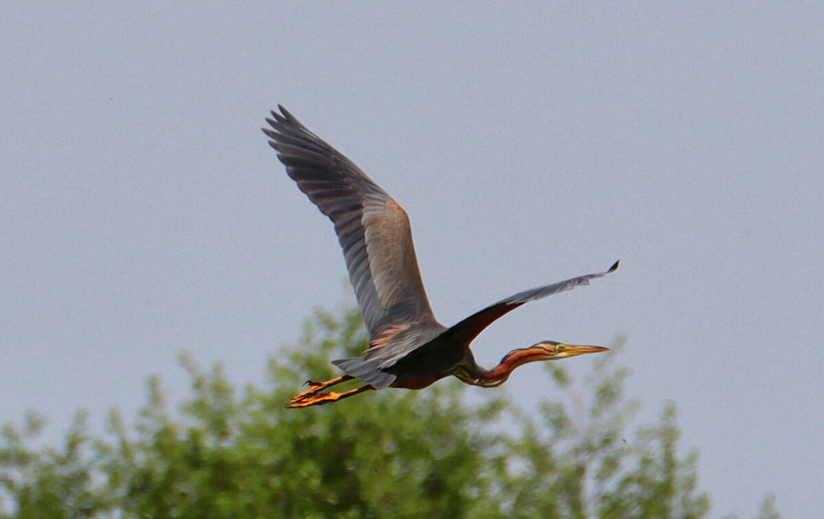 Рыжая цапля