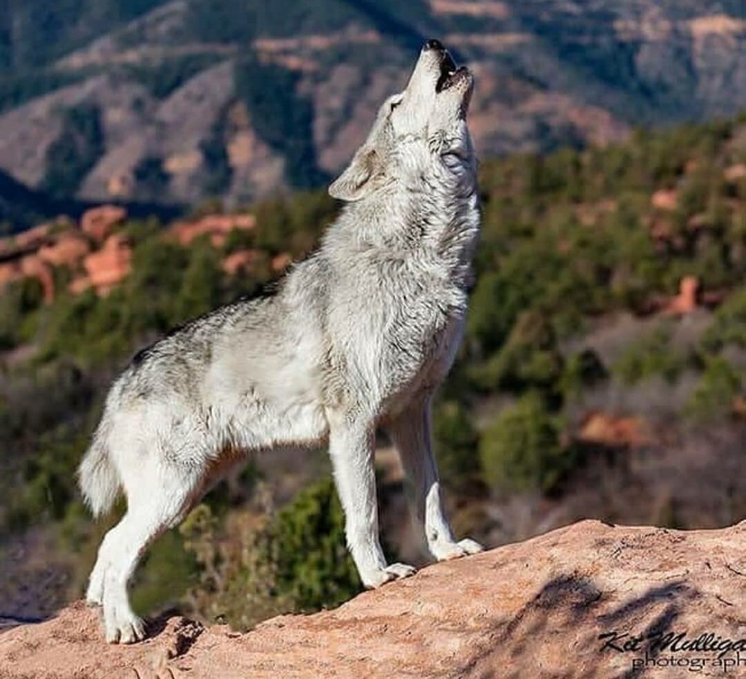 Волчица, за фото спасибо @wolf.wiso01