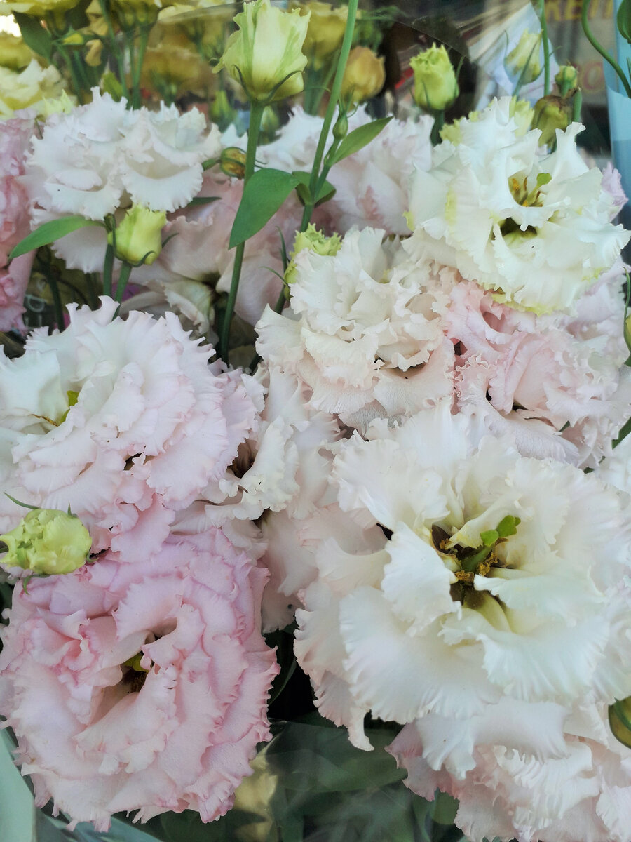 Моя красавица....