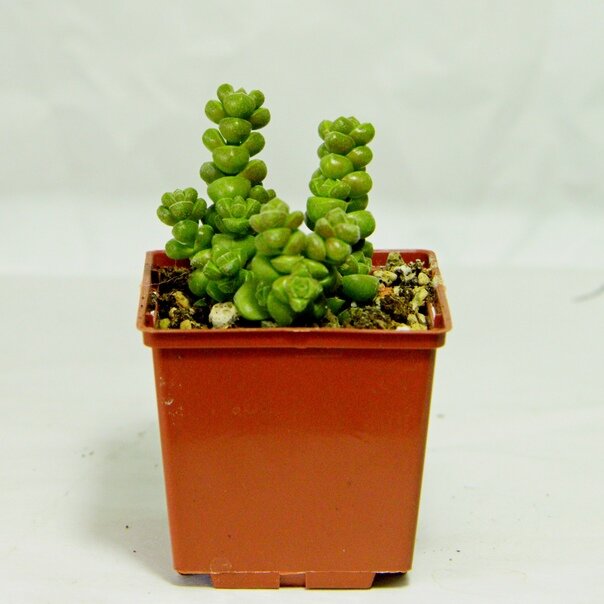 Crassula Marchandii. Фото и коллекция автора masteritayaplants