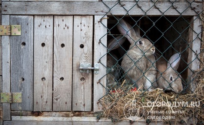 Основные преимущества бункерной кормушки для кроликов, ее самостоятельное изготовление